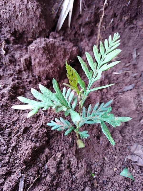 tree image