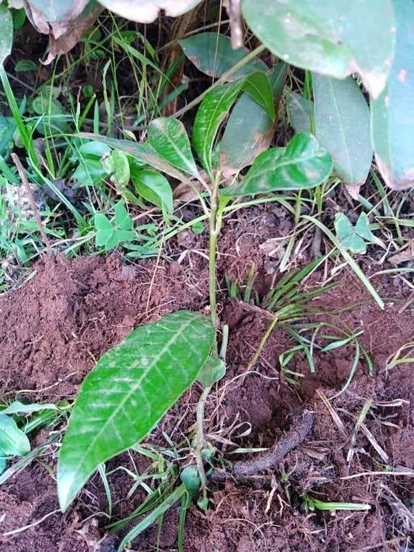 tree image