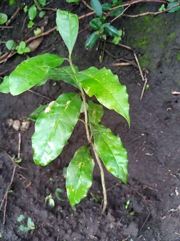 tree image