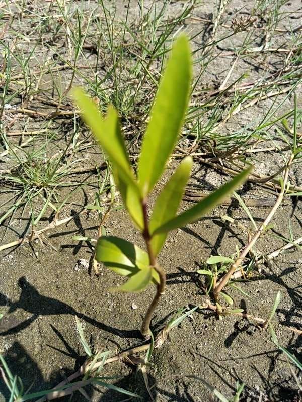 tree image