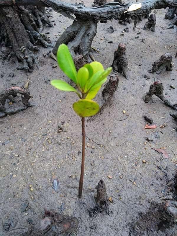 tree image