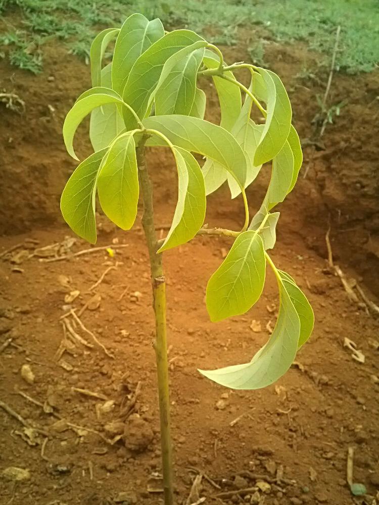 tree image