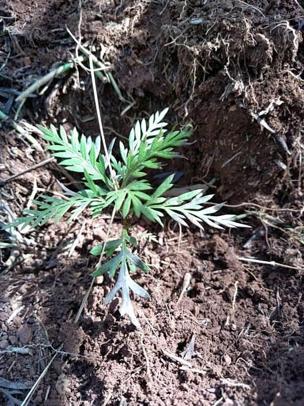 tree image