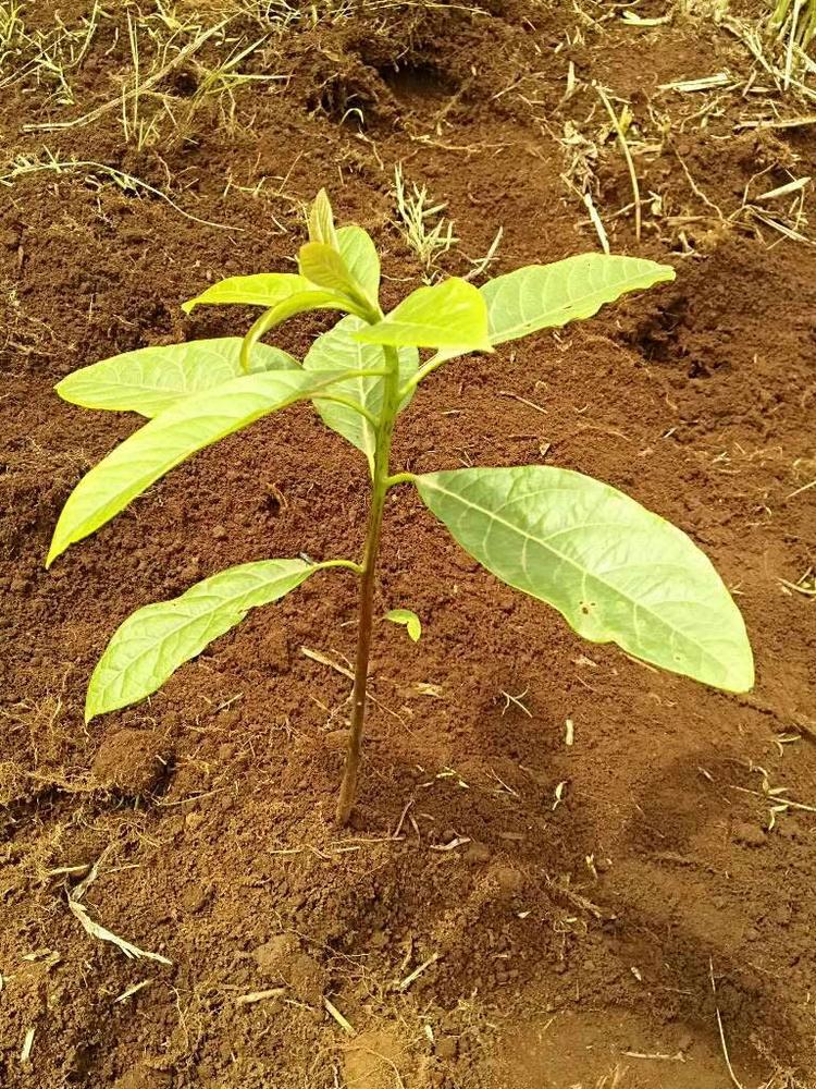 tree image