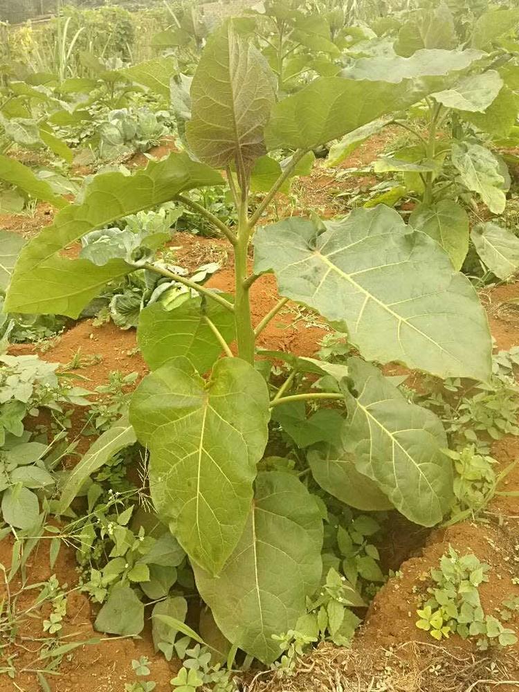 tree image