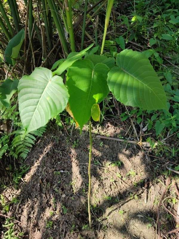 tree image