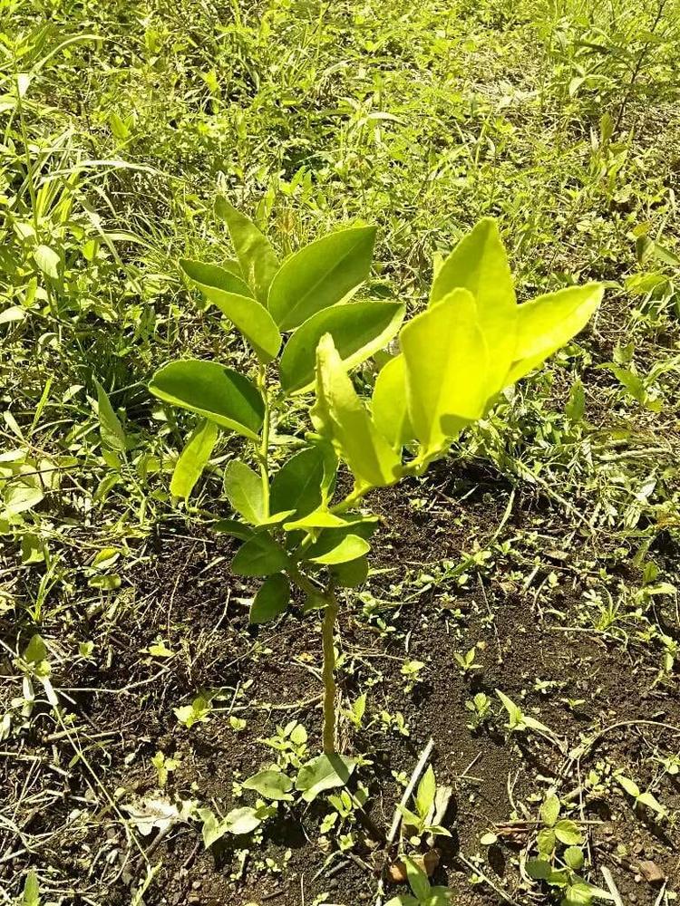tree image