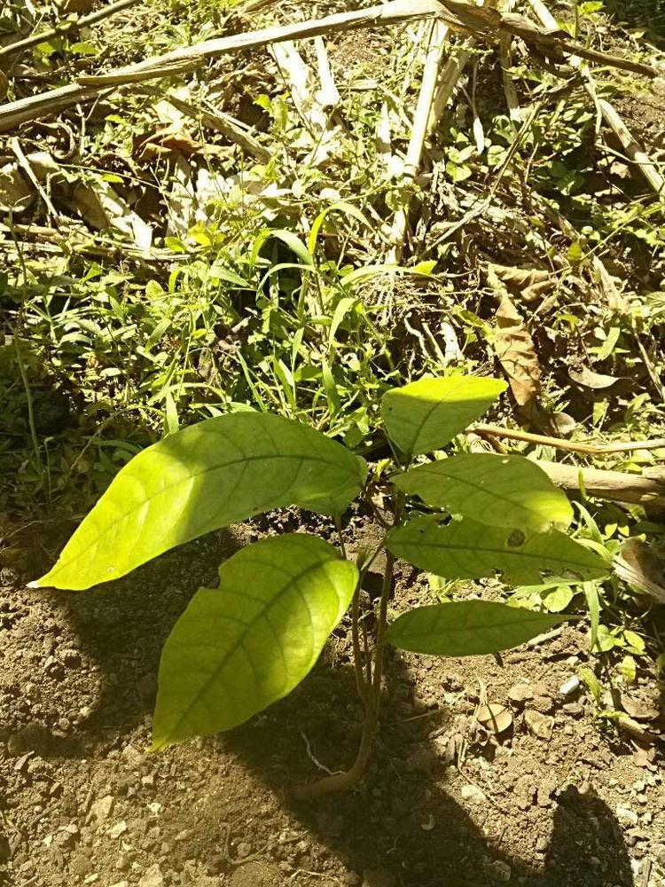 tree image