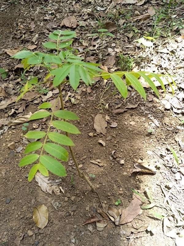 tree image