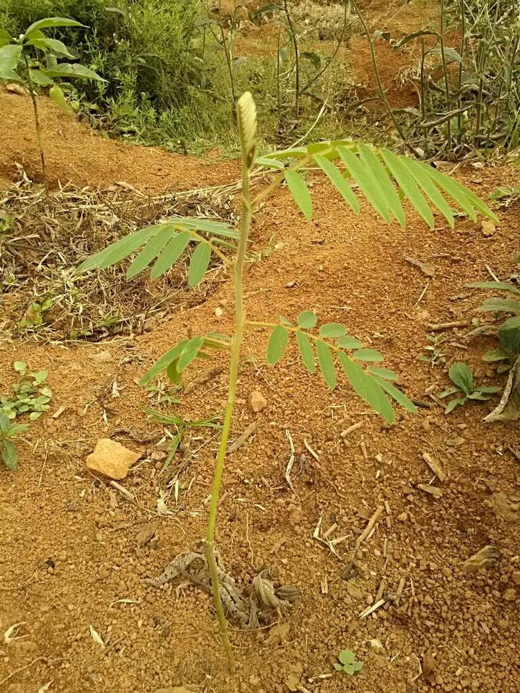tree image