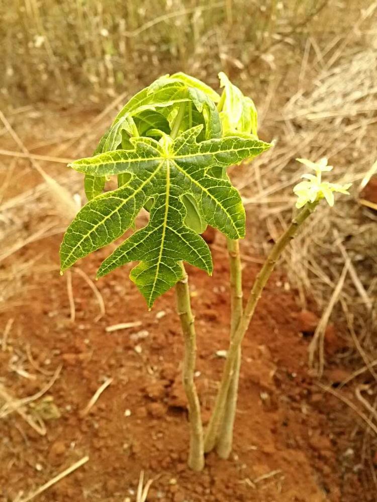 tree image