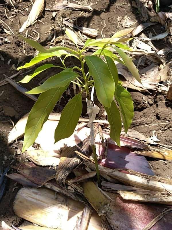 tree image