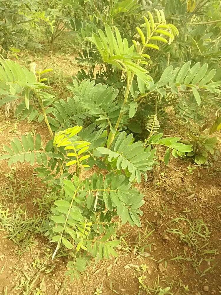 tree image