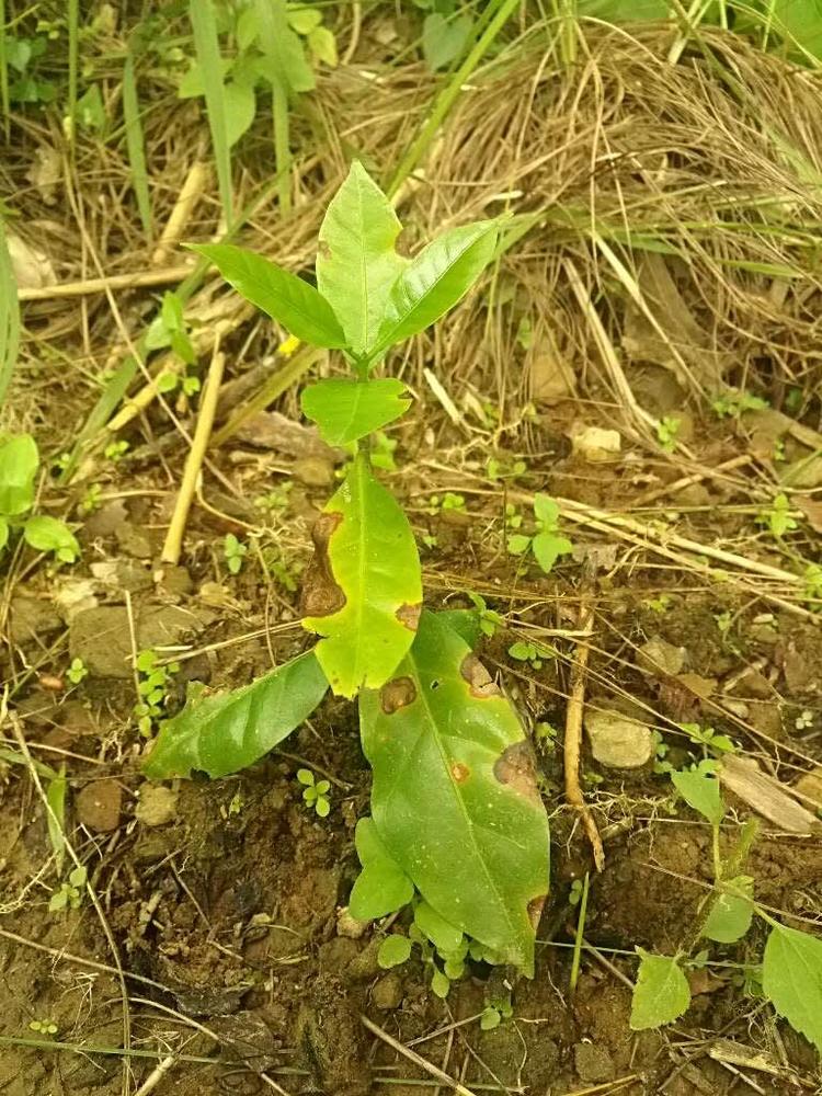 tree image