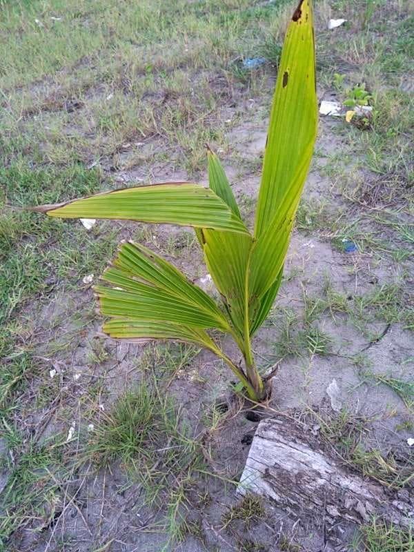 tree image