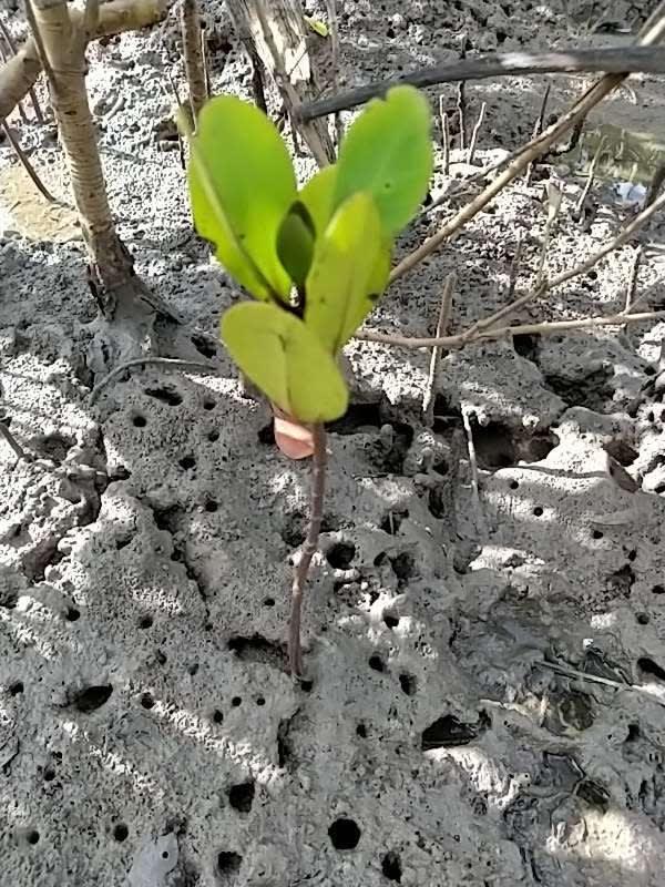 tree image