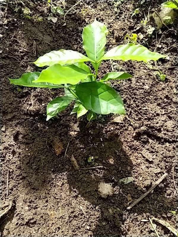 tree image