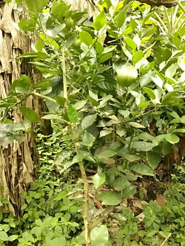 tree image