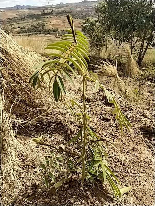 tree image