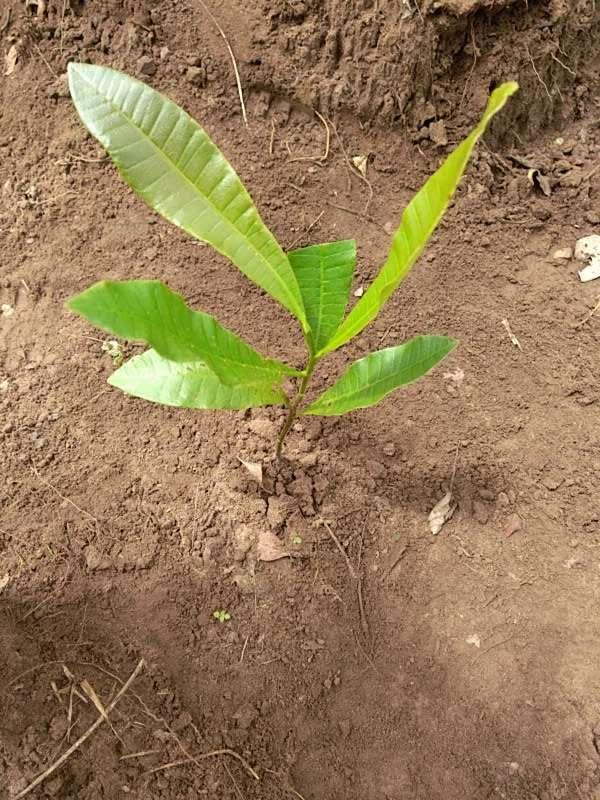tree image