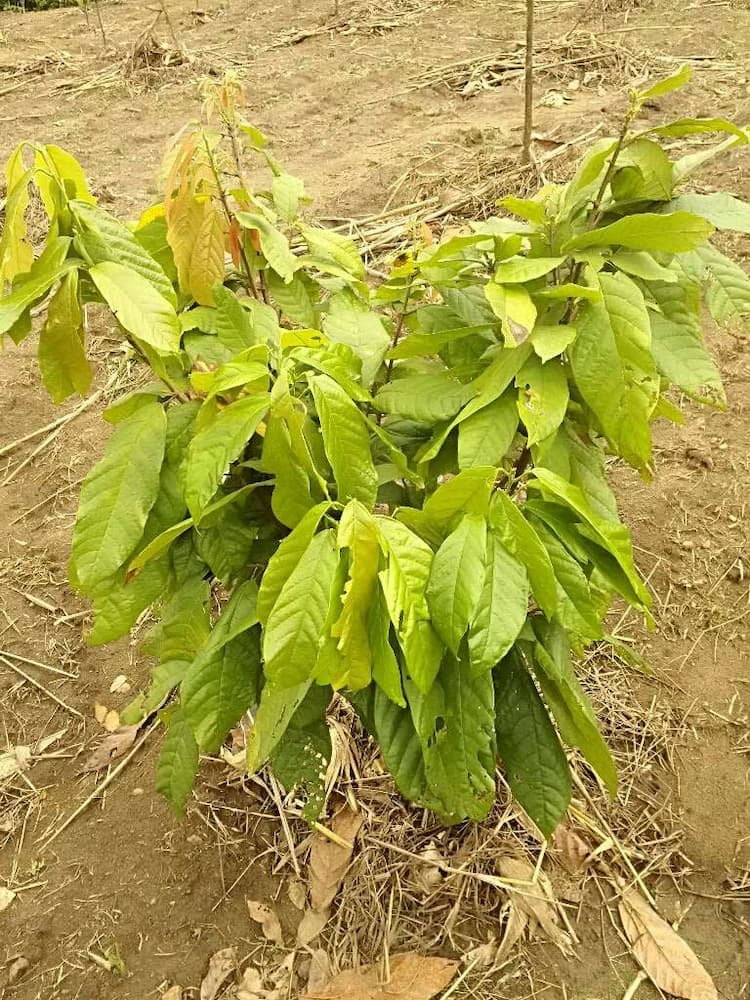 tree image