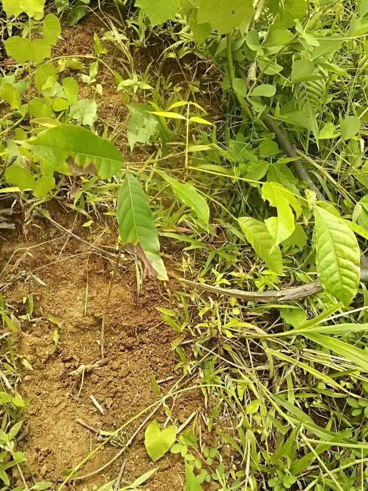 tree image