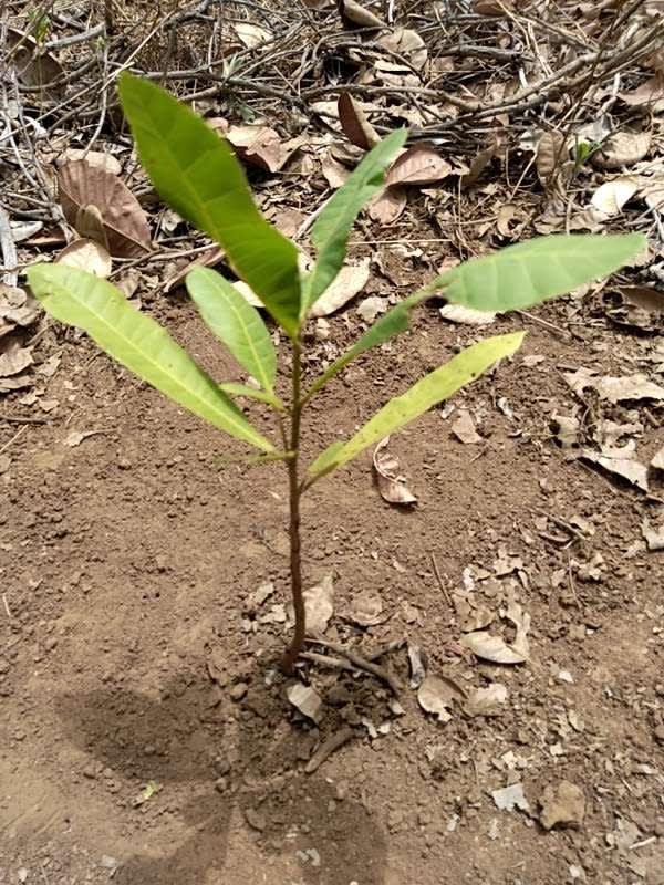 tree image