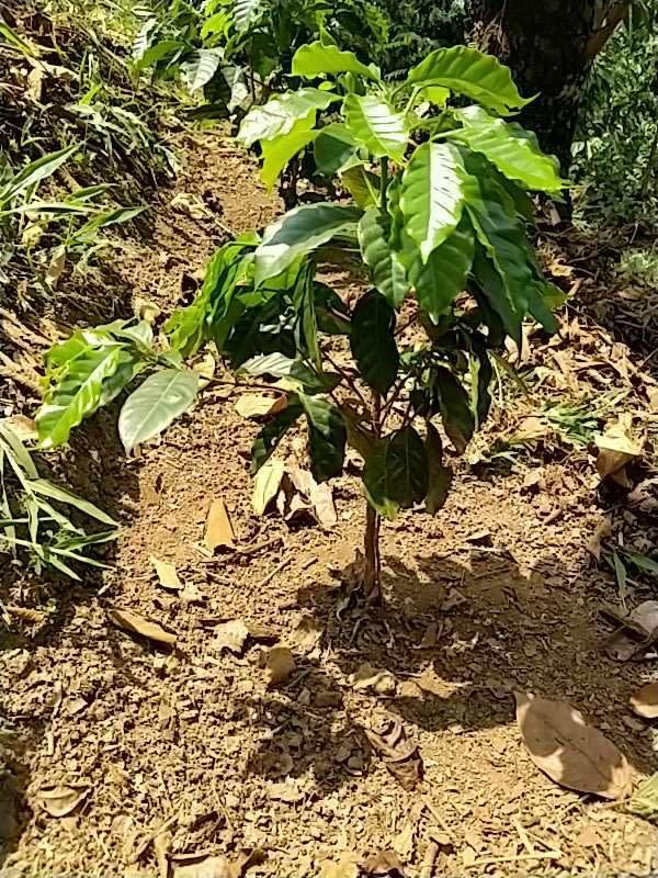 tree image