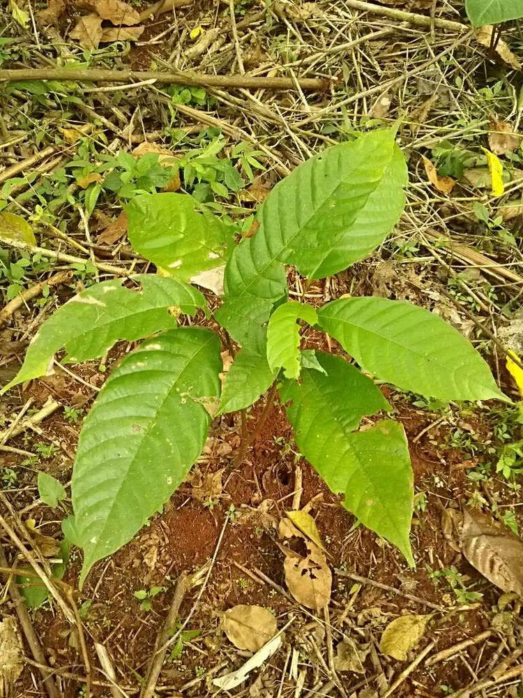 tree image