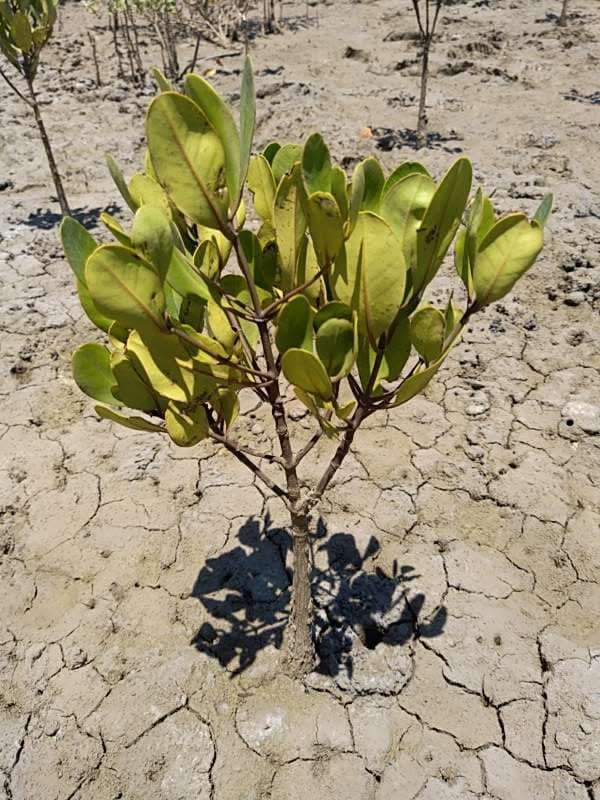 tree image