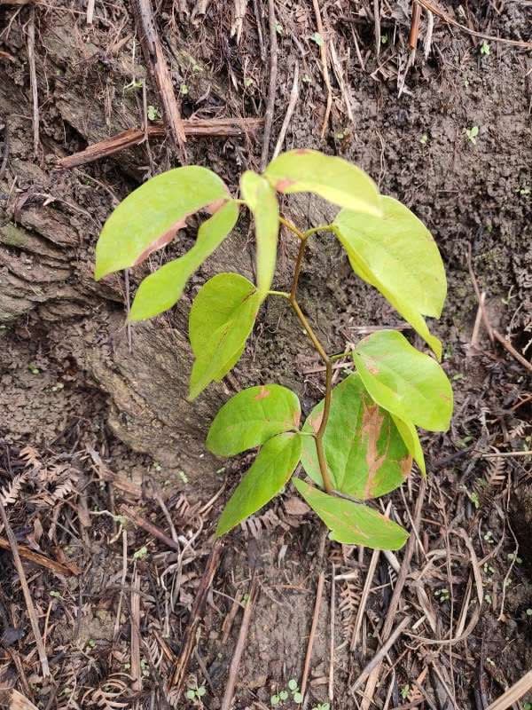 tree image