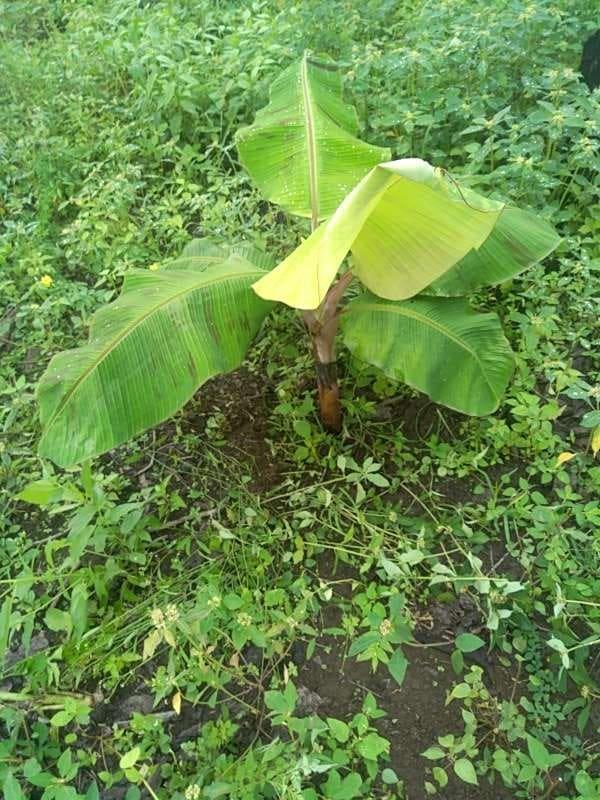 tree image