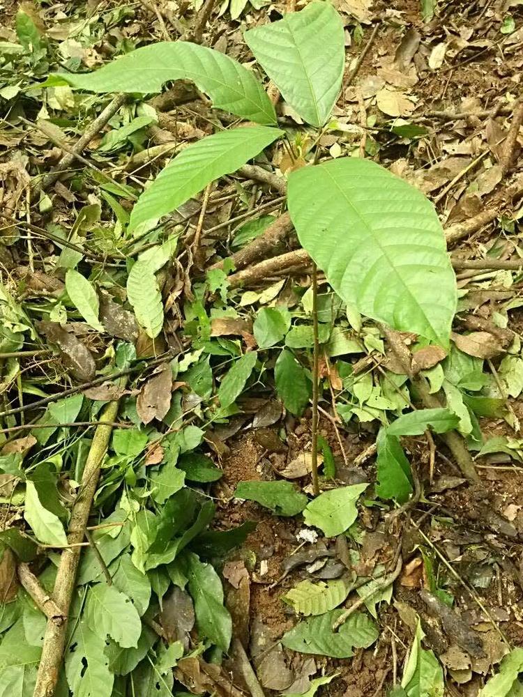 tree image