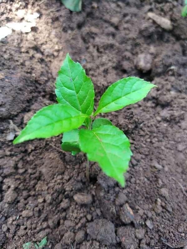 tree image