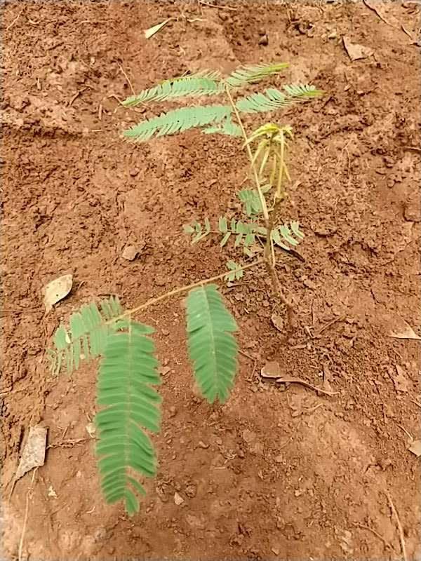 tree image