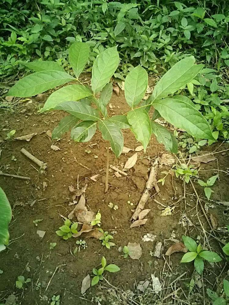 tree image