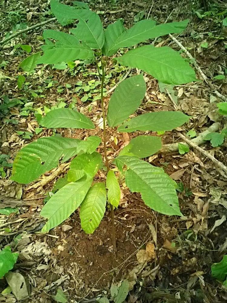 tree image