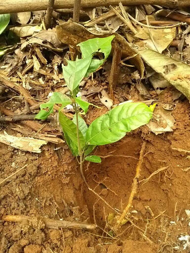 tree image