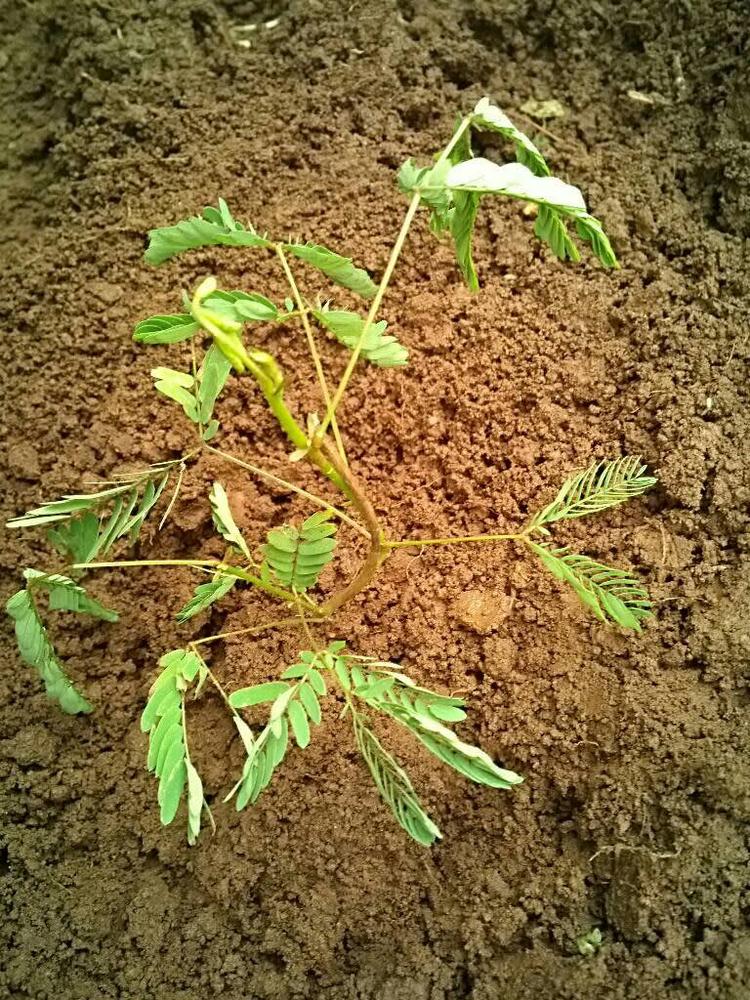 tree image