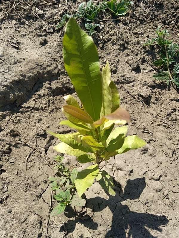 tree image