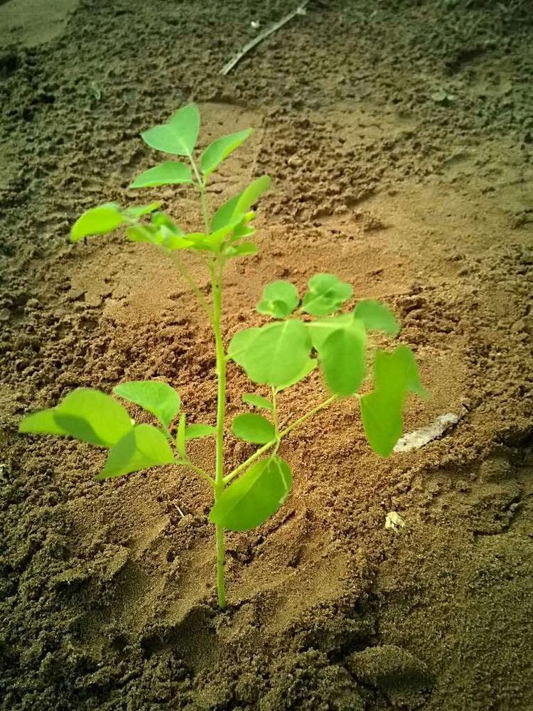tree image