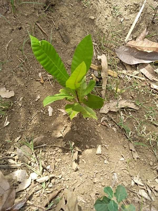 tree image