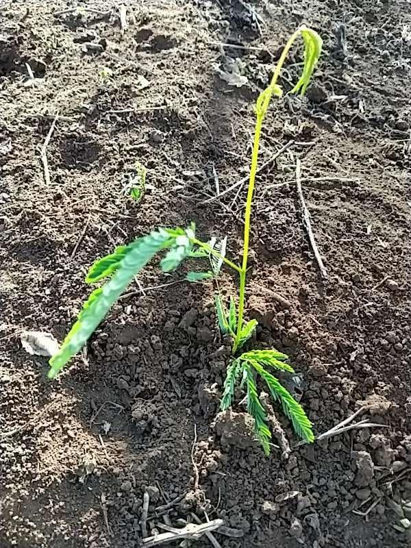 tree image