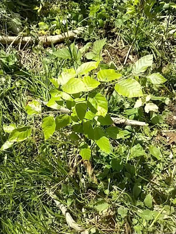 tree image