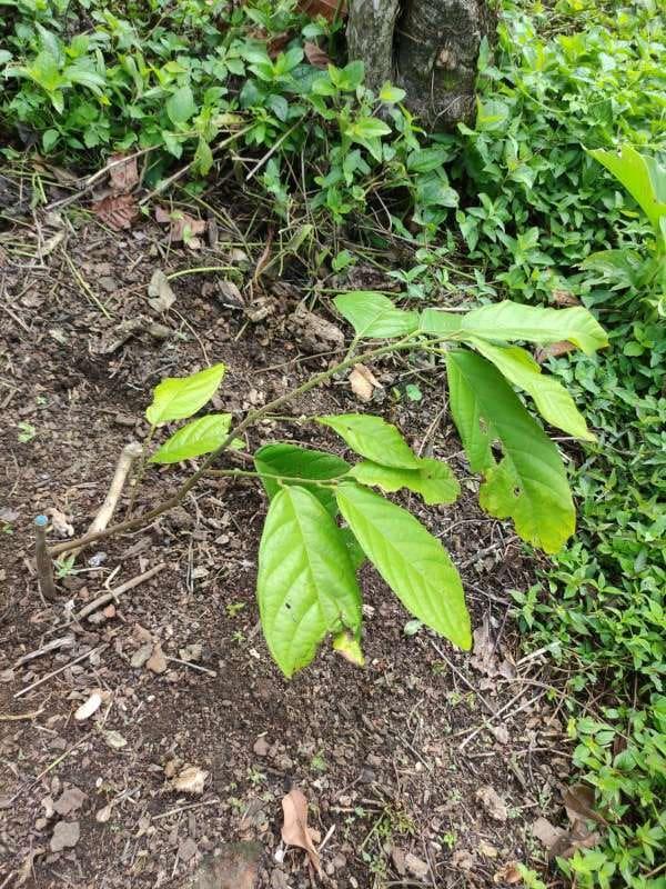 tree image