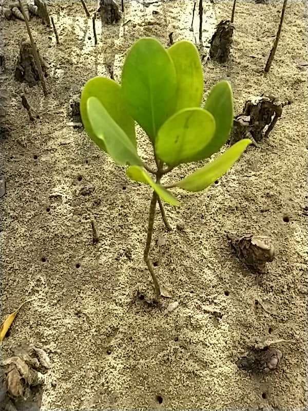 tree image