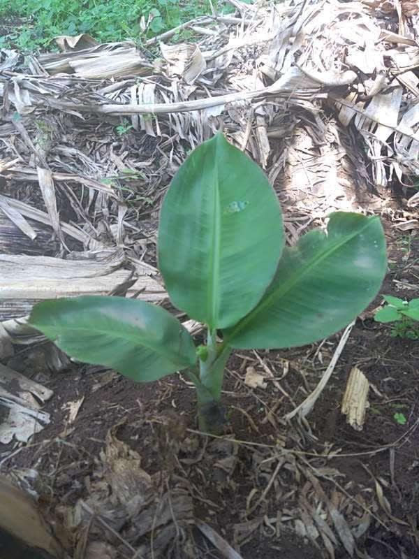 tree image