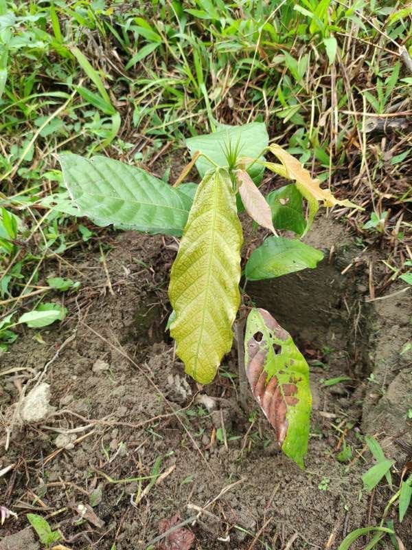 tree image
