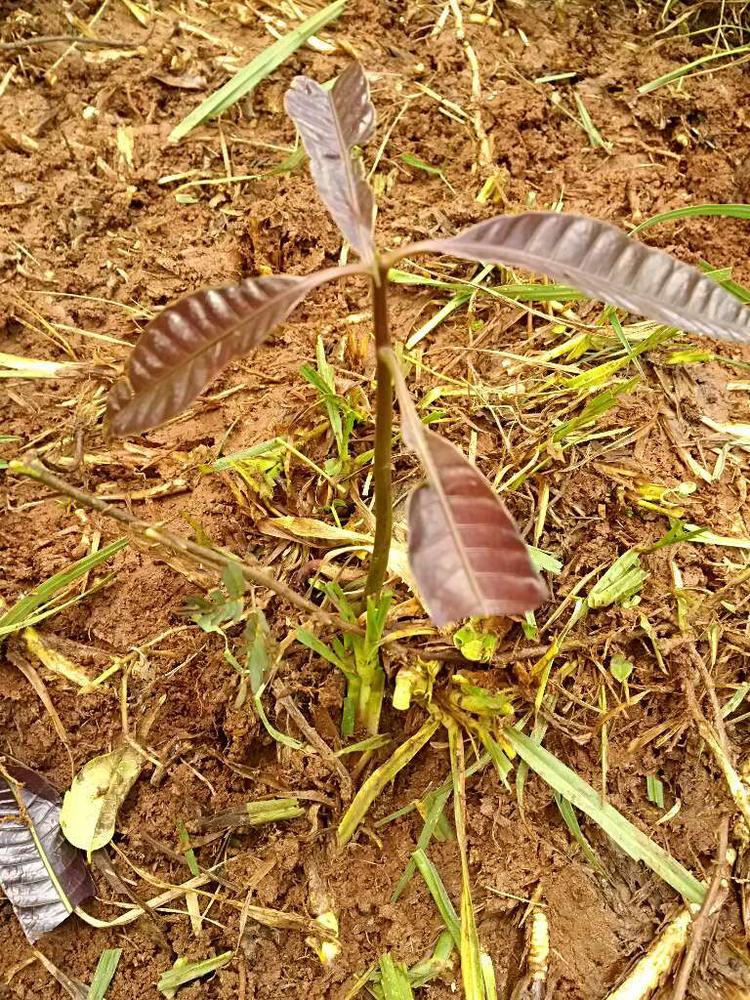 tree image