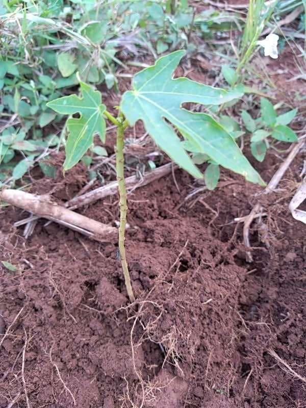 tree image